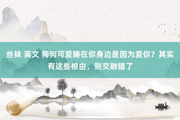 丝袜 英文 狗狗可爱睡在你身边是因为爱你？其实有这些根由，别交融错了